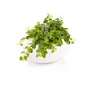 LARGE PLANT POT STONES, WHITE